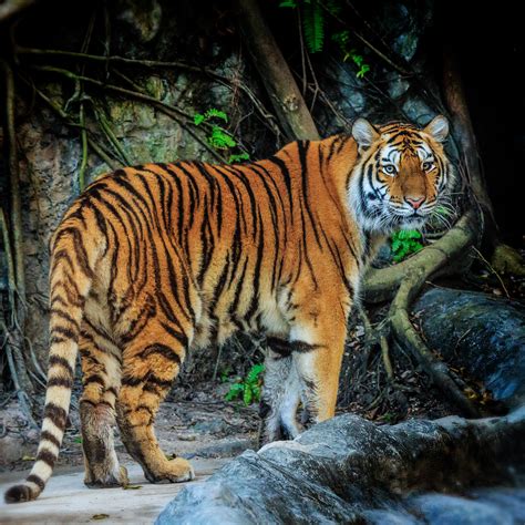 foto de tigresa|Imágenes Y Fotos De Tigres